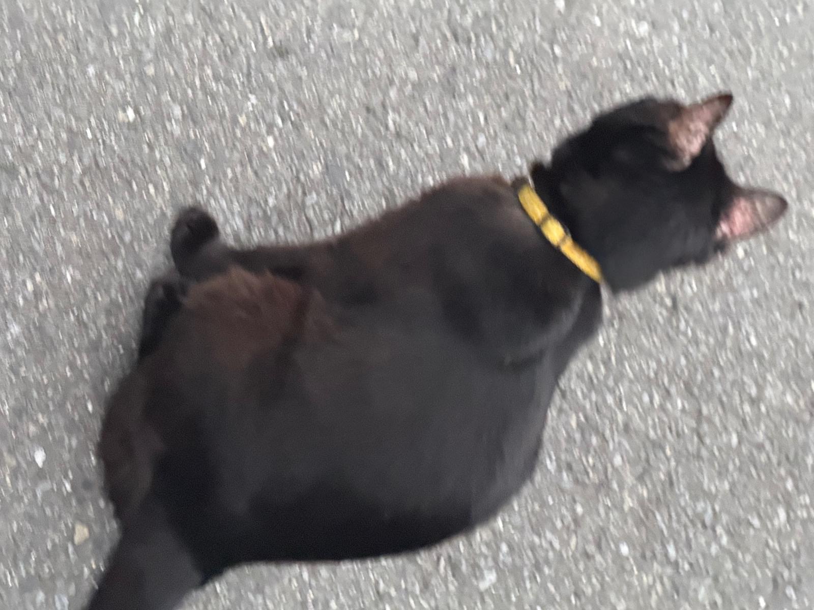 目撃された猫 目撃された猫