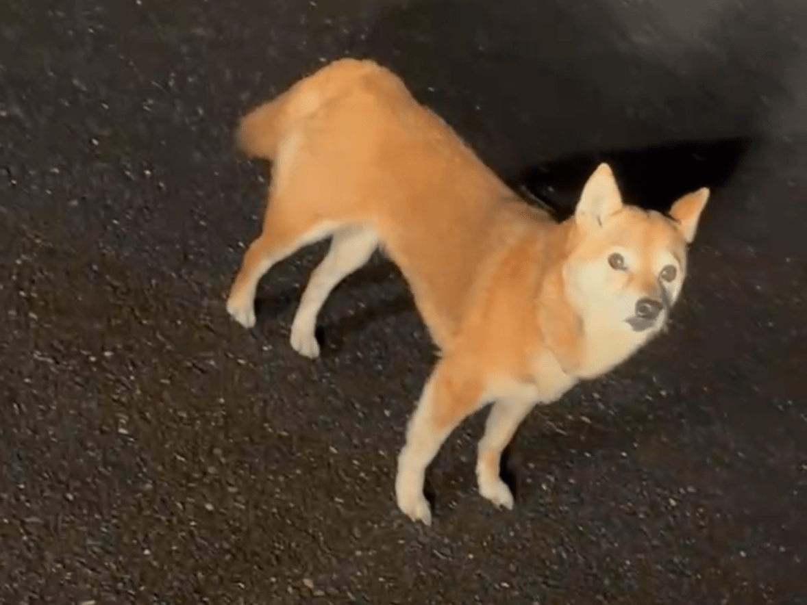 目撃された犬