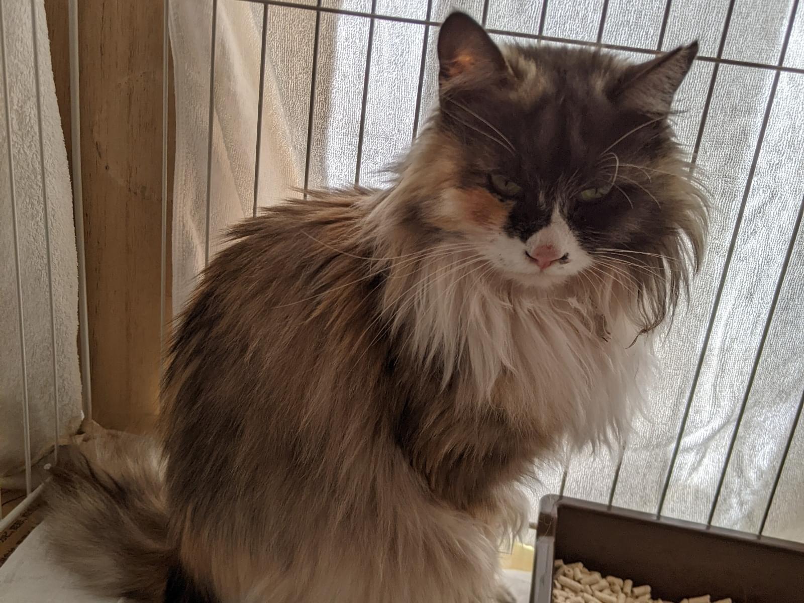 保護された猫 保護された猫