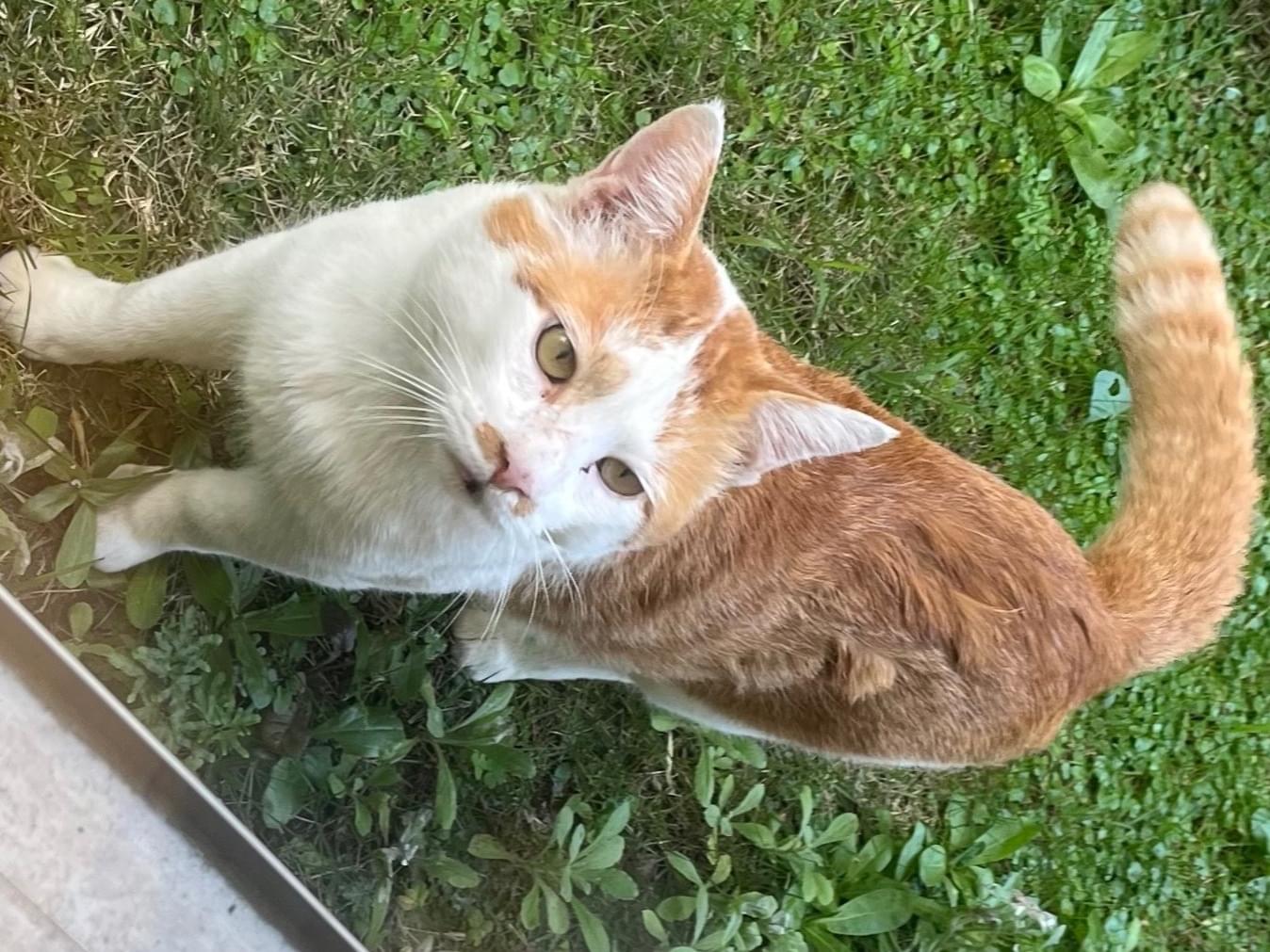 目撃された猫