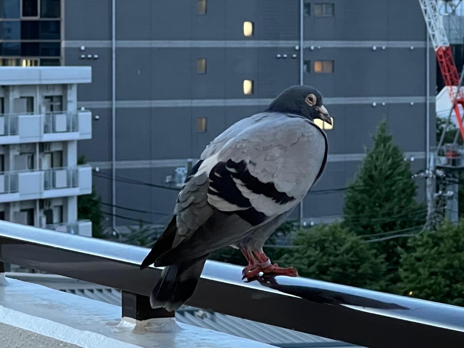 目撃された鳥 目撃された鳥