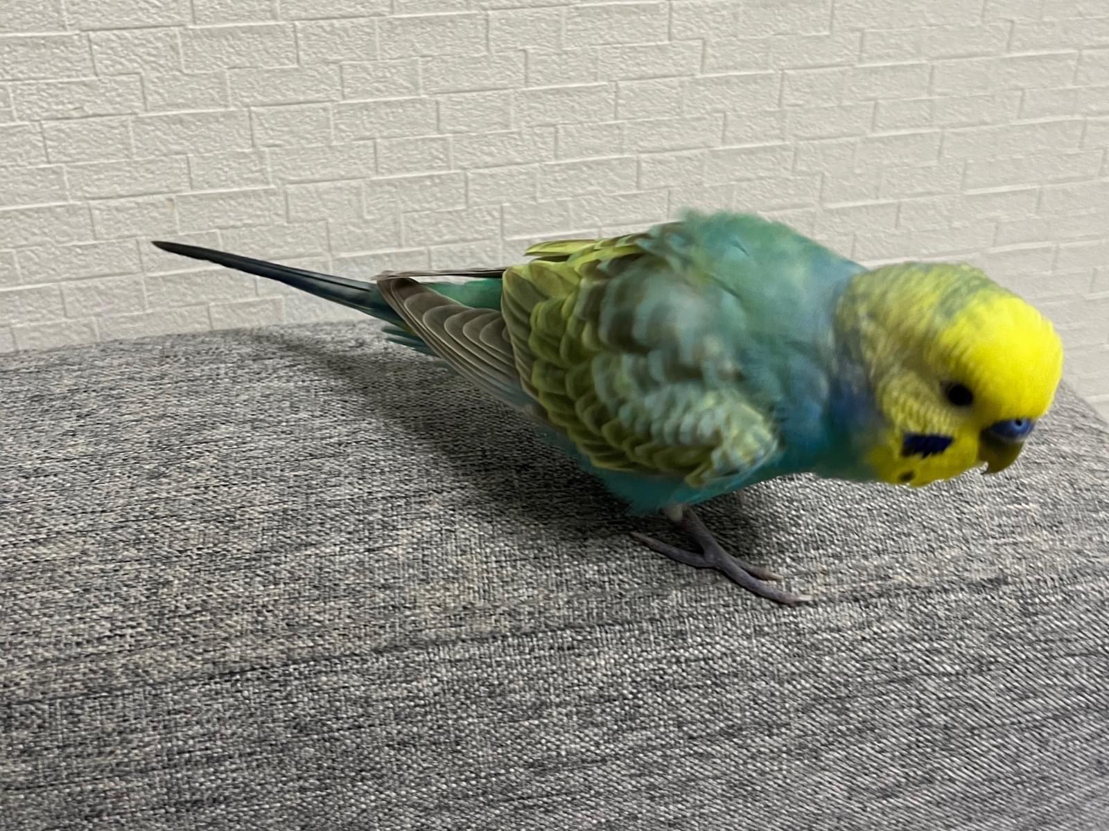 保護された鳥 保護された鳥
