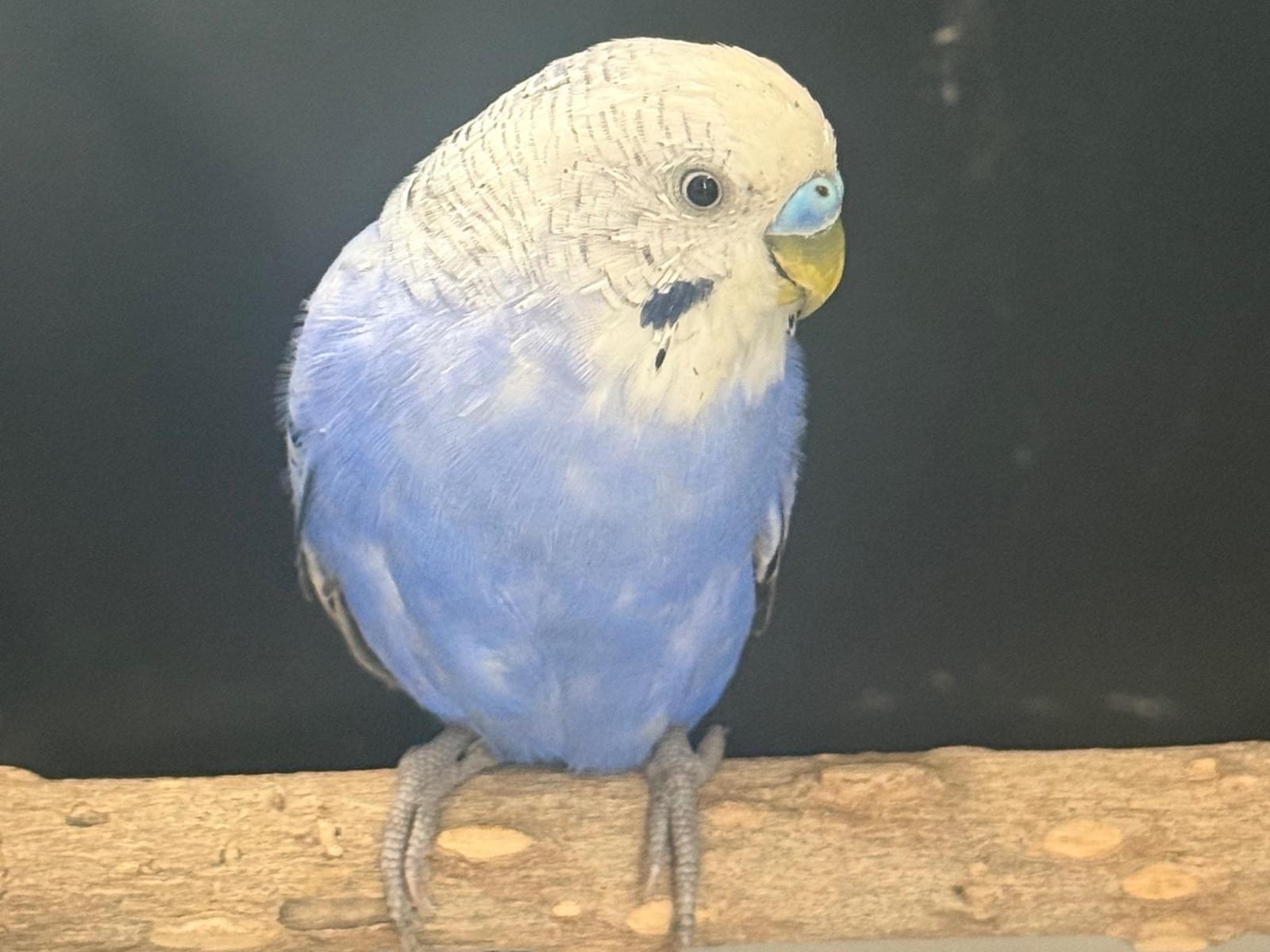 保護された鳥 保護された鳥