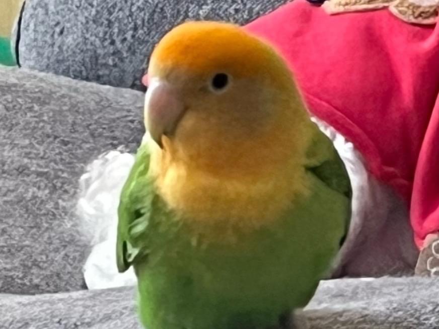 ぴーちゃん ぴーちゃん