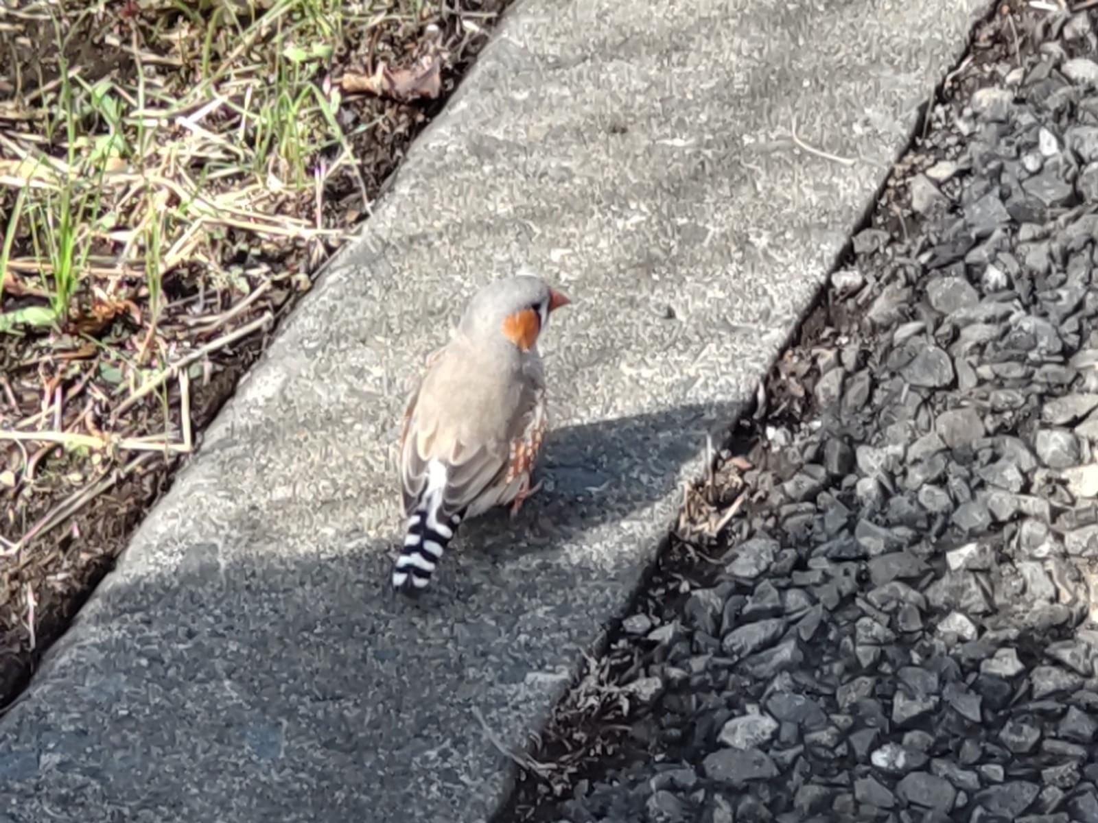 目撃された鳥 目撃された鳥