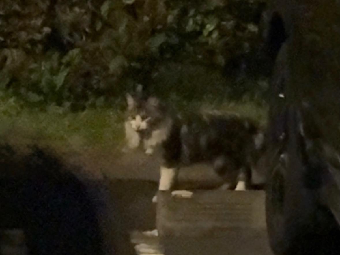 目撃された猫 目撃された猫