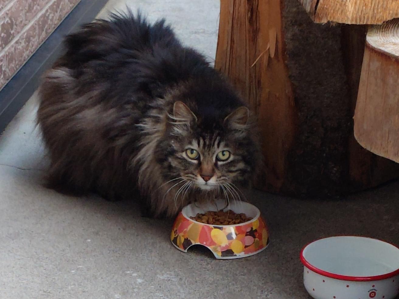 保護された猫 保護された猫