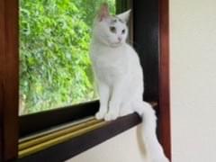 スドゥちゃん スドゥちゃん