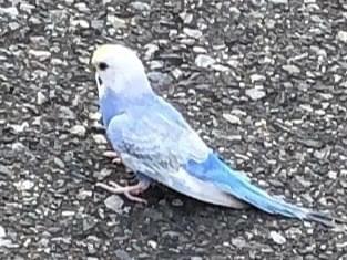 目撃された鳥 目撃された鳥