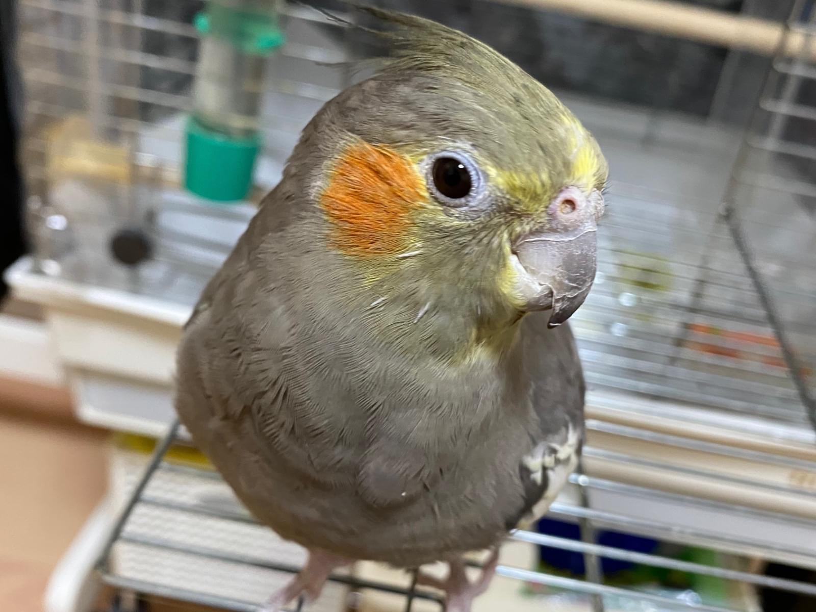 ももちゃん ももちゃん