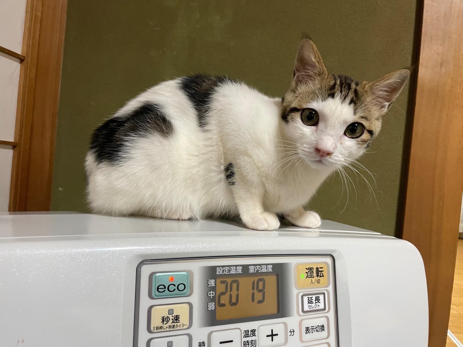 もっくんちゃん もっくんちゃん