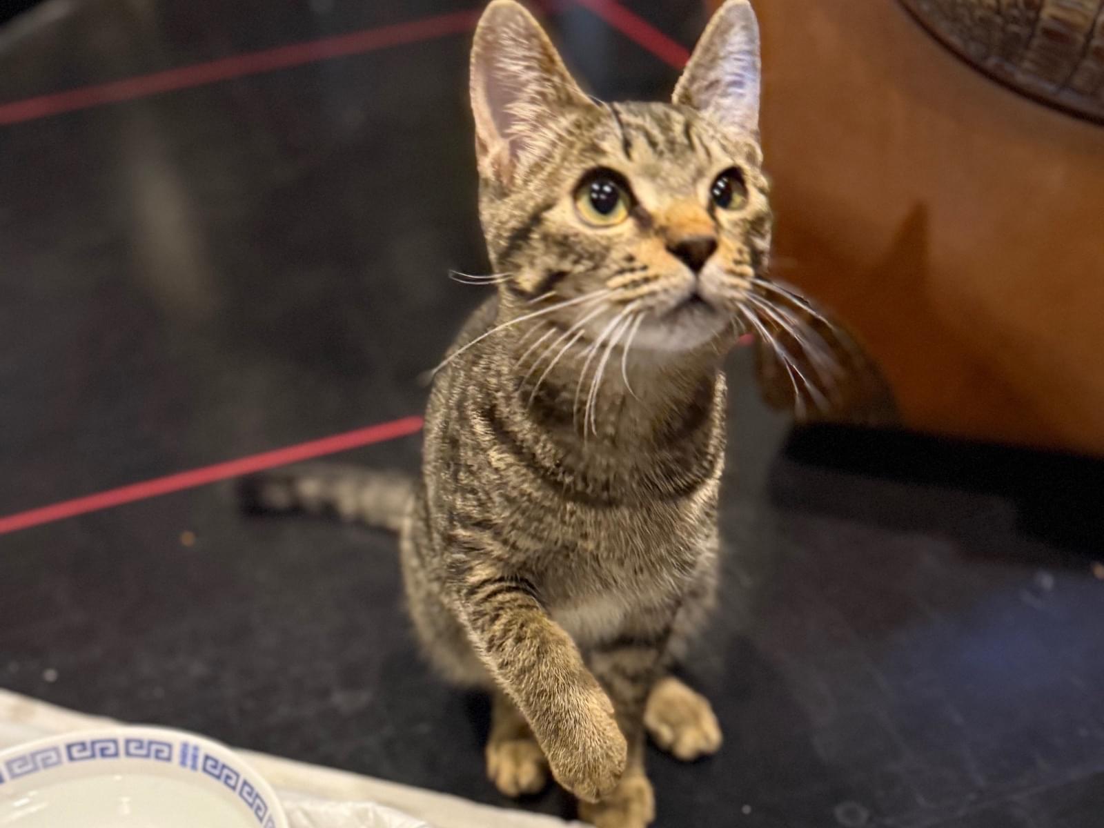 保護された猫 保護された猫