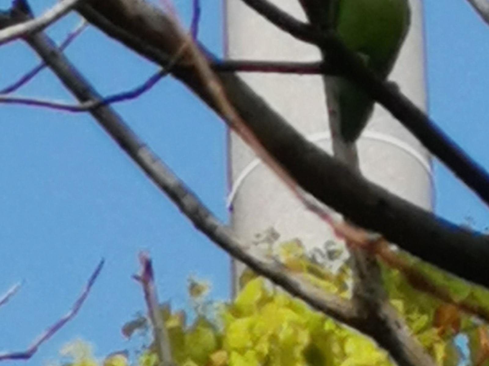 目撃された鳥 目撃された鳥