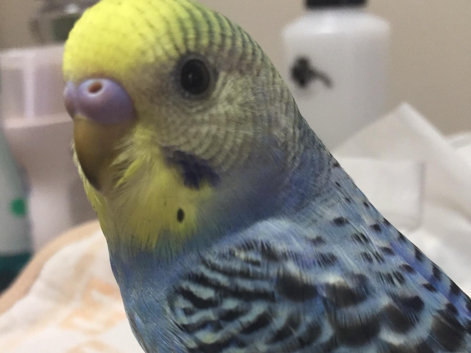 アオちゃん アオちゃん