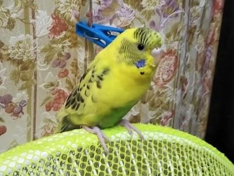 諭吉ちゃん 諭吉ちゃん