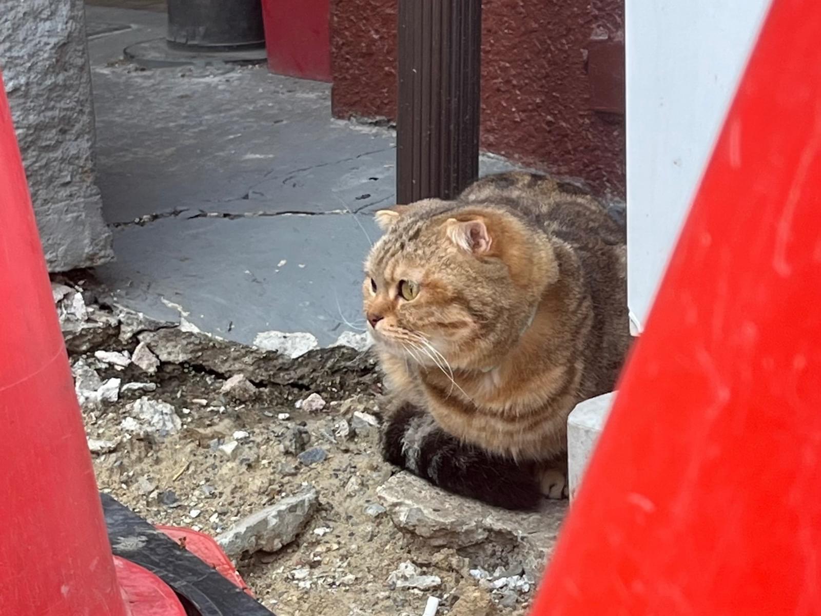 目撃された猫 目撃された猫