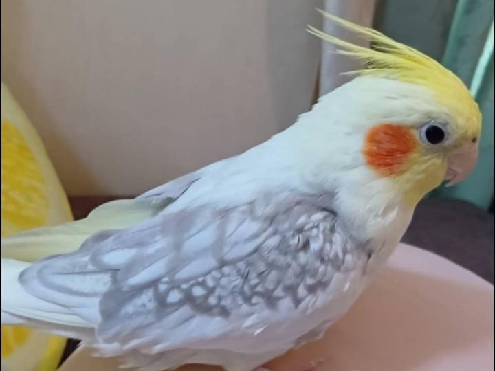 どっぽちゃん どっぽちゃん