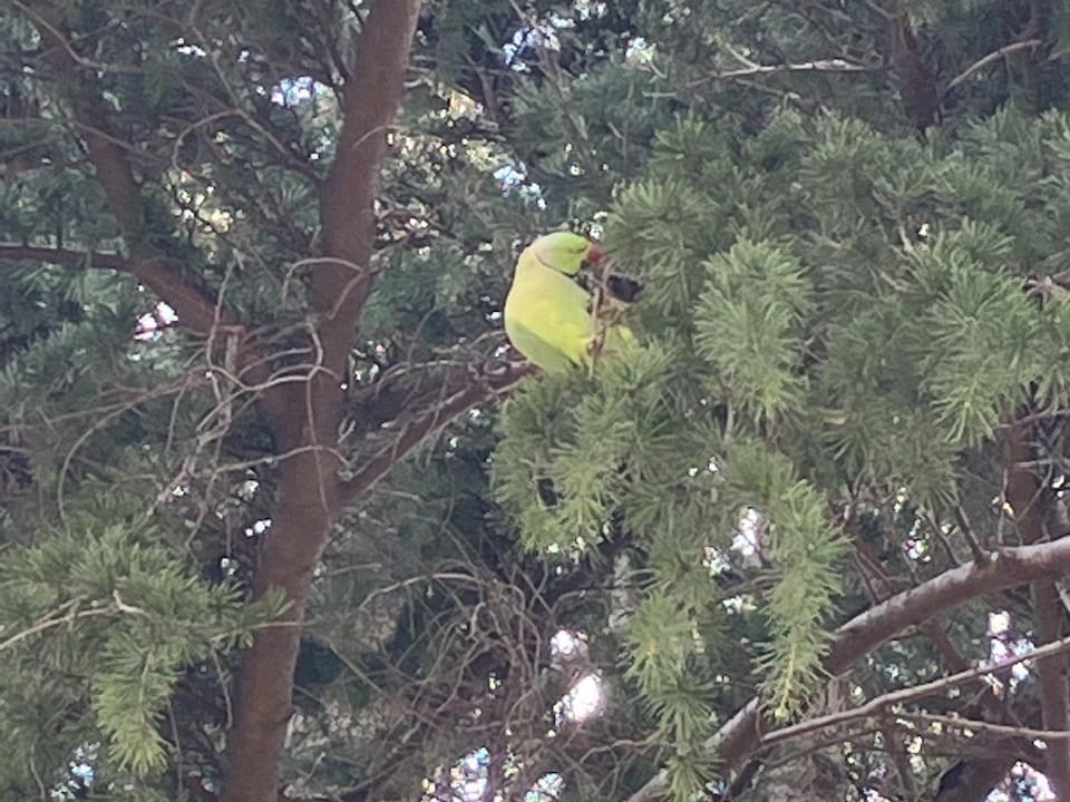 目撃された鳥 目撃された鳥