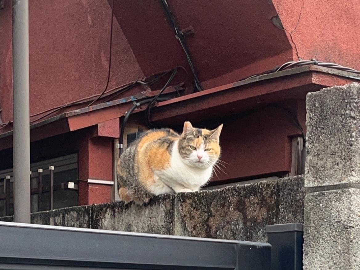 目撃された猫 目撃された猫
