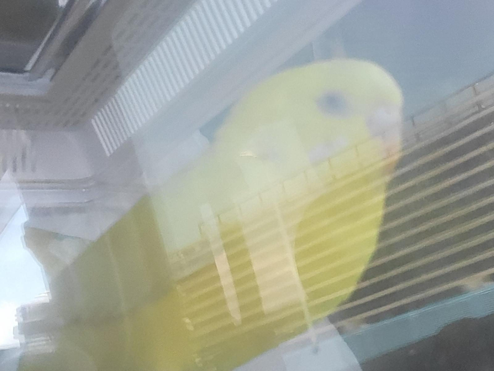 保護された鳥 保護された鳥