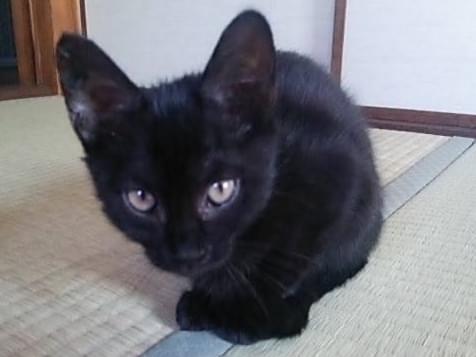 にゃんにゃんちゃん にゃんにゃんちゃん