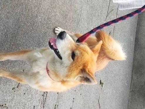 いなりちゃん いなりちゃん