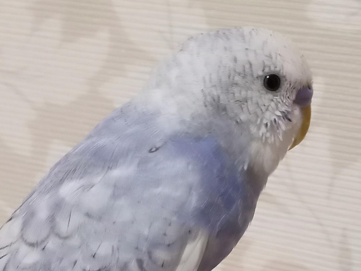 ピー助ちゃん ピー助ちゃん