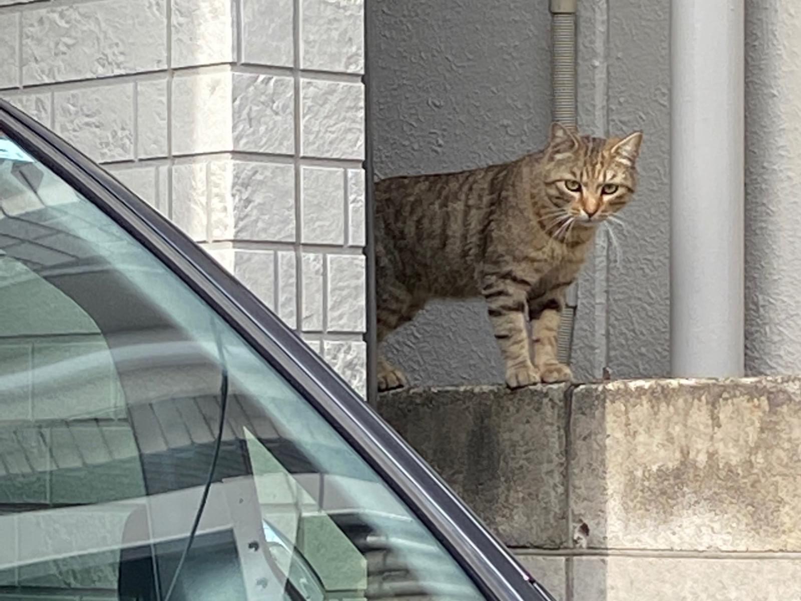 目撃された猫 目撃された猫