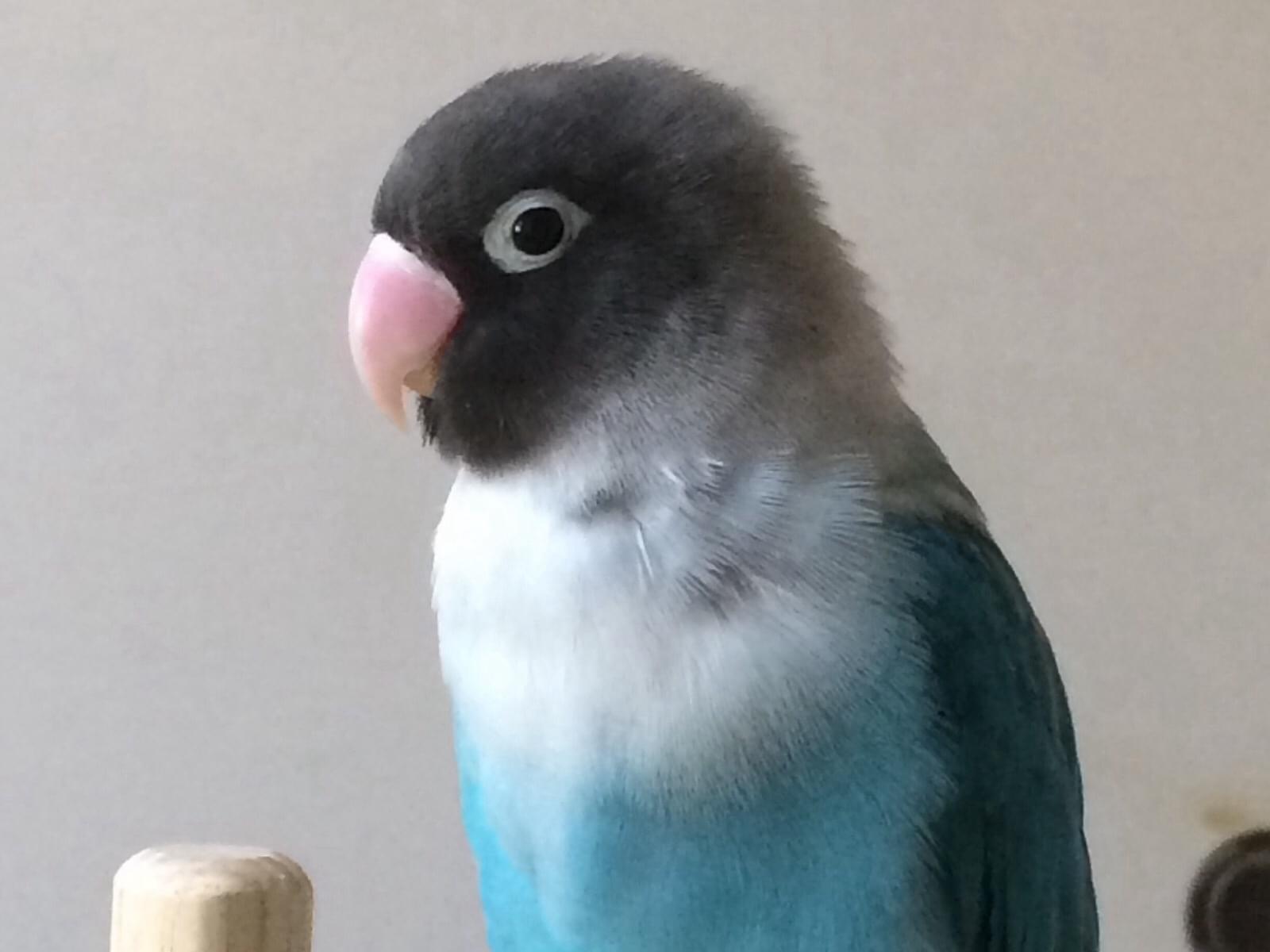 プピちゃん プピちゃん