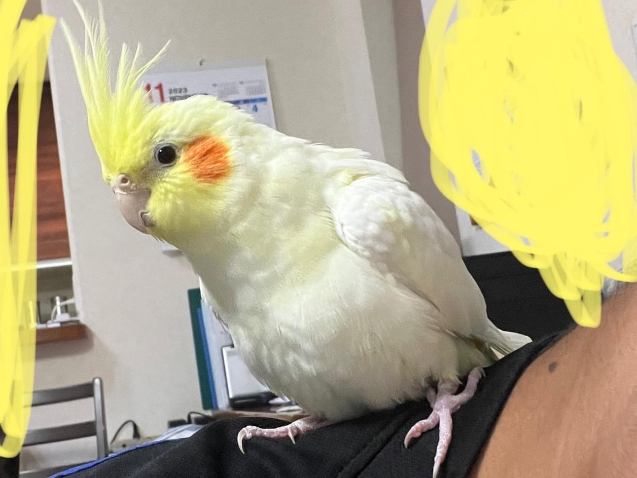 レモンちゃん レモンちゃん