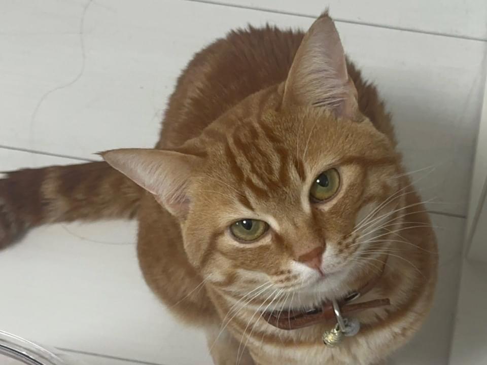 ウィタちゃん ウィタちゃん