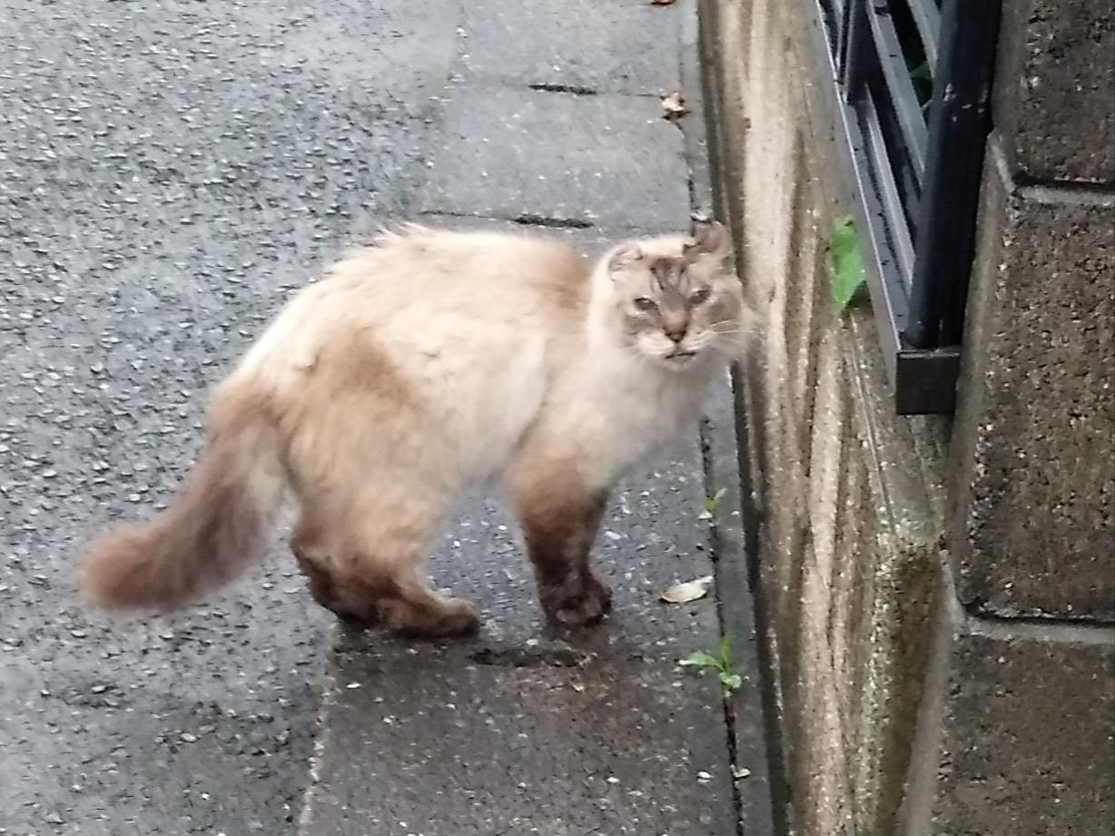 目撃された猫 目撃された猫