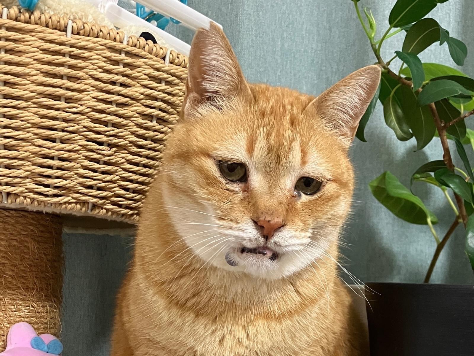 ホックちゃん ホックちゃん