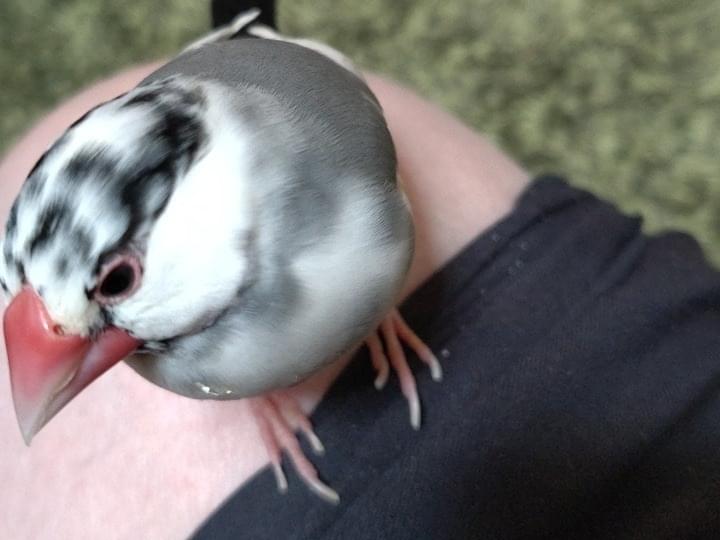ぶんちゃん ぶんちゃん