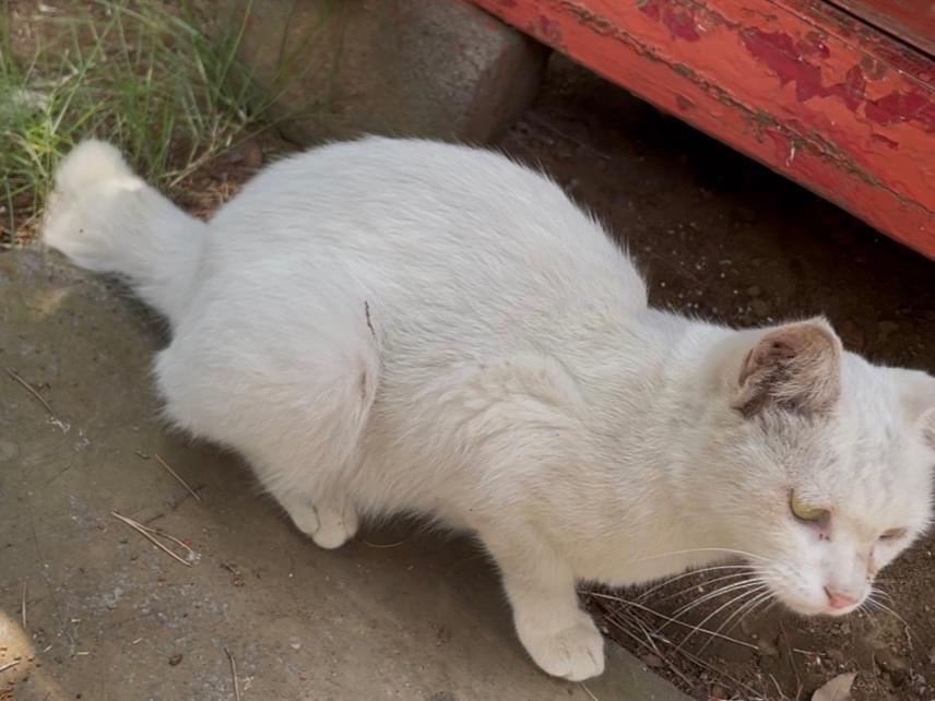 保護された猫 保護された猫