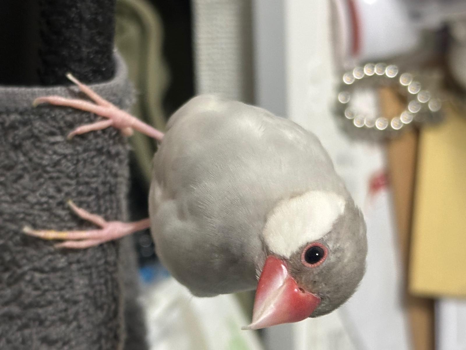れいちゃん れいちゃん