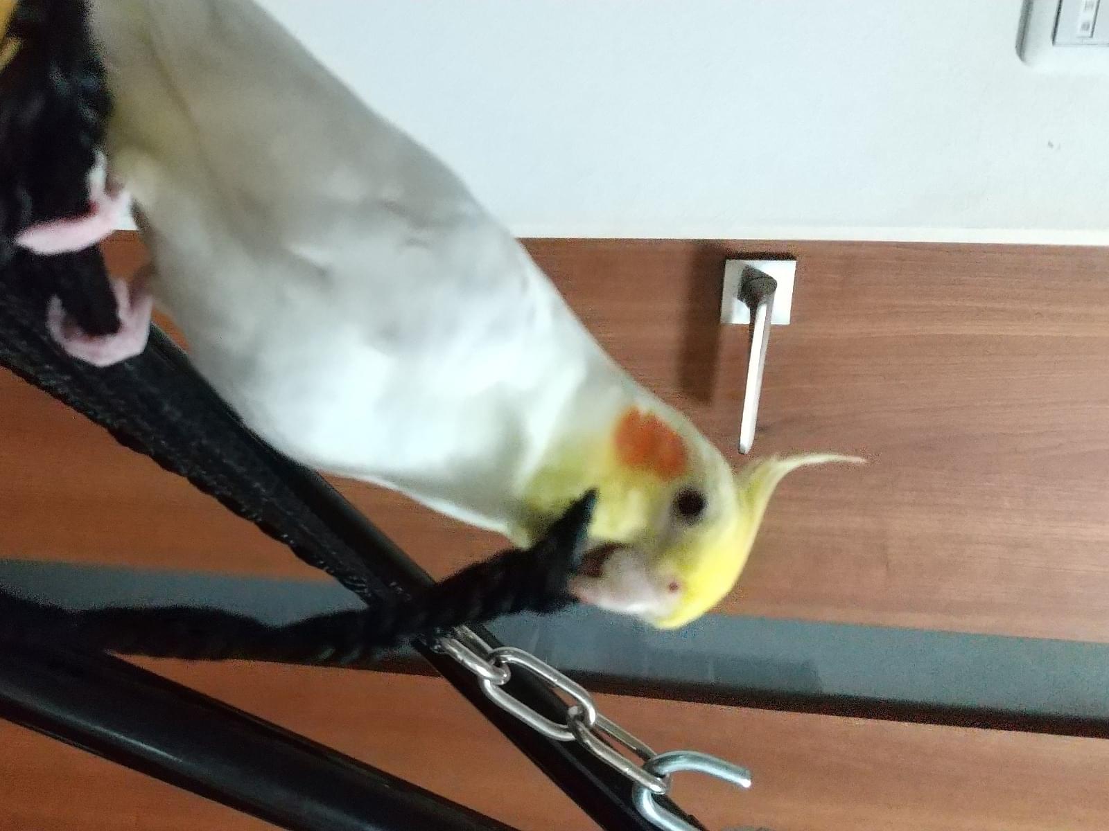 おかめちゃん おかめちゃん