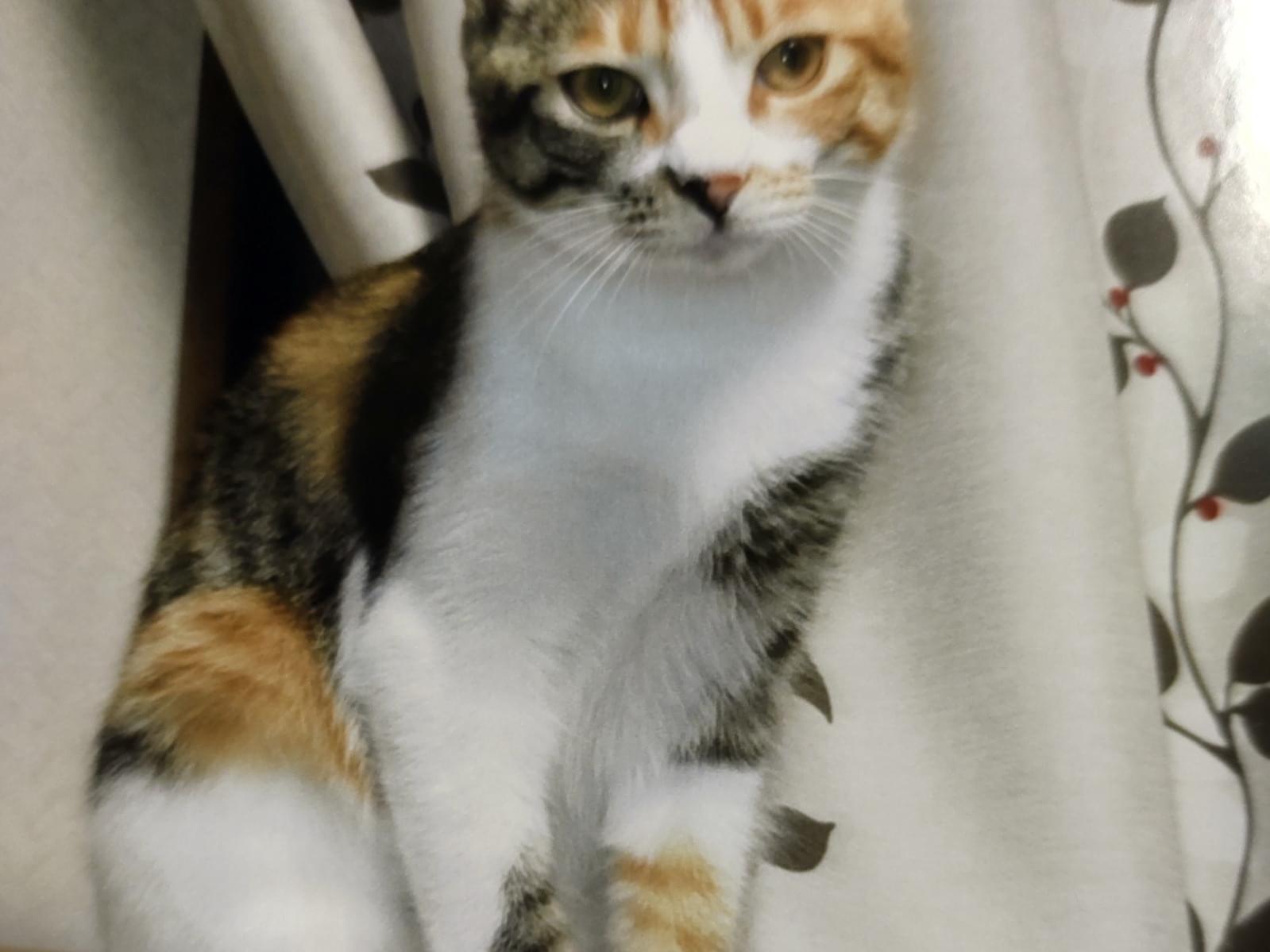 ねねちゃん ねねちゃん