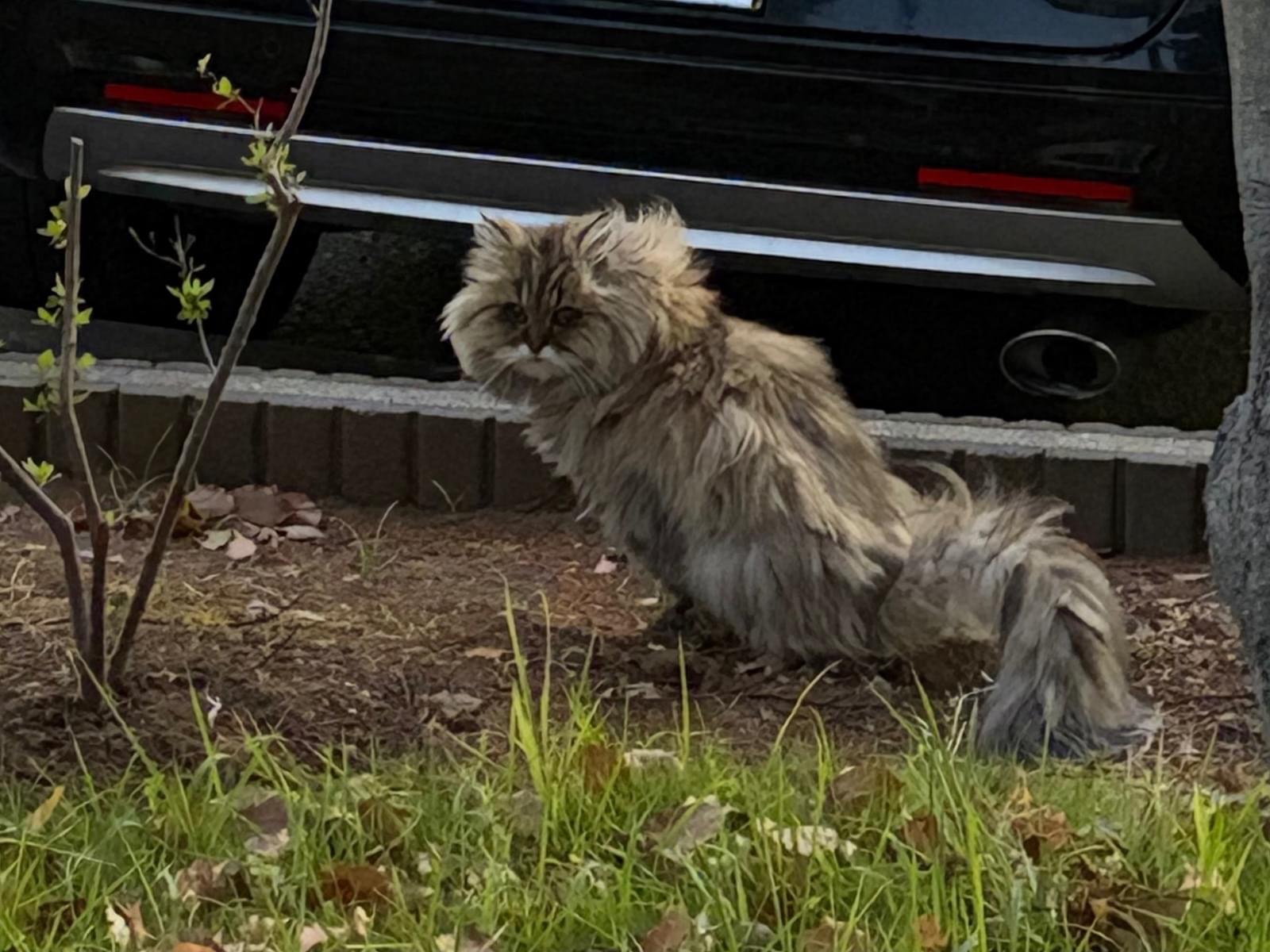 目撃された猫 目撃された猫