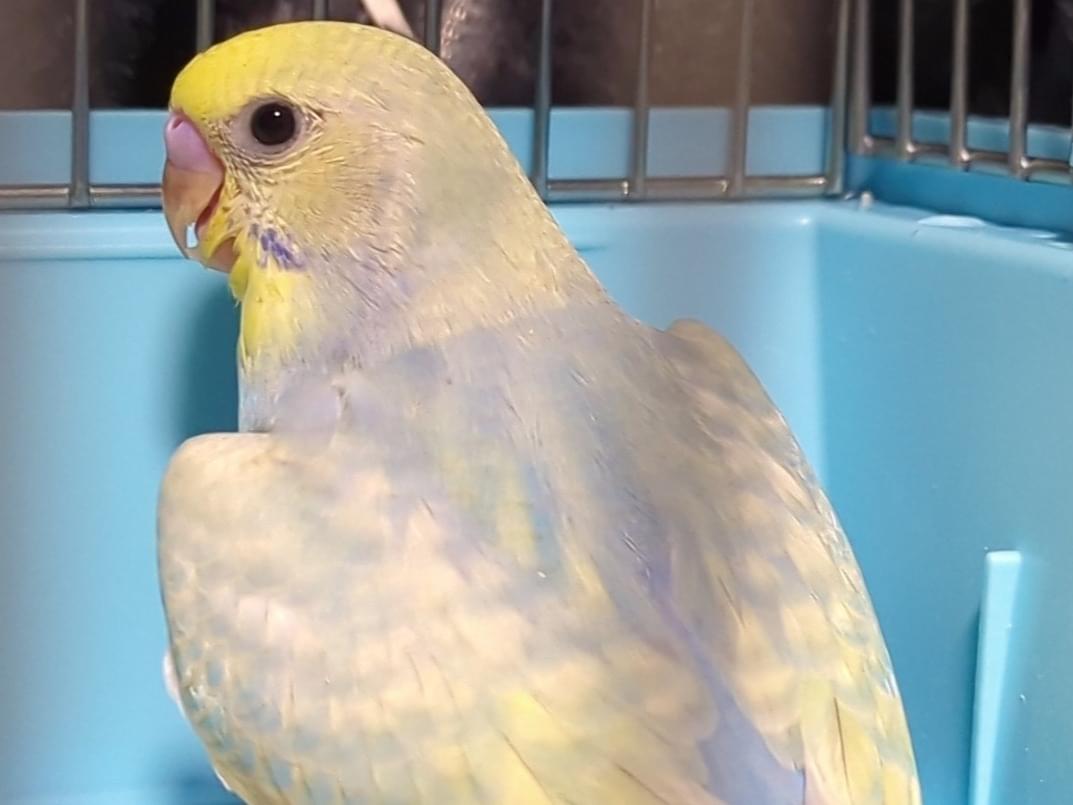 ハチロクちゃん ハチロクちゃん
