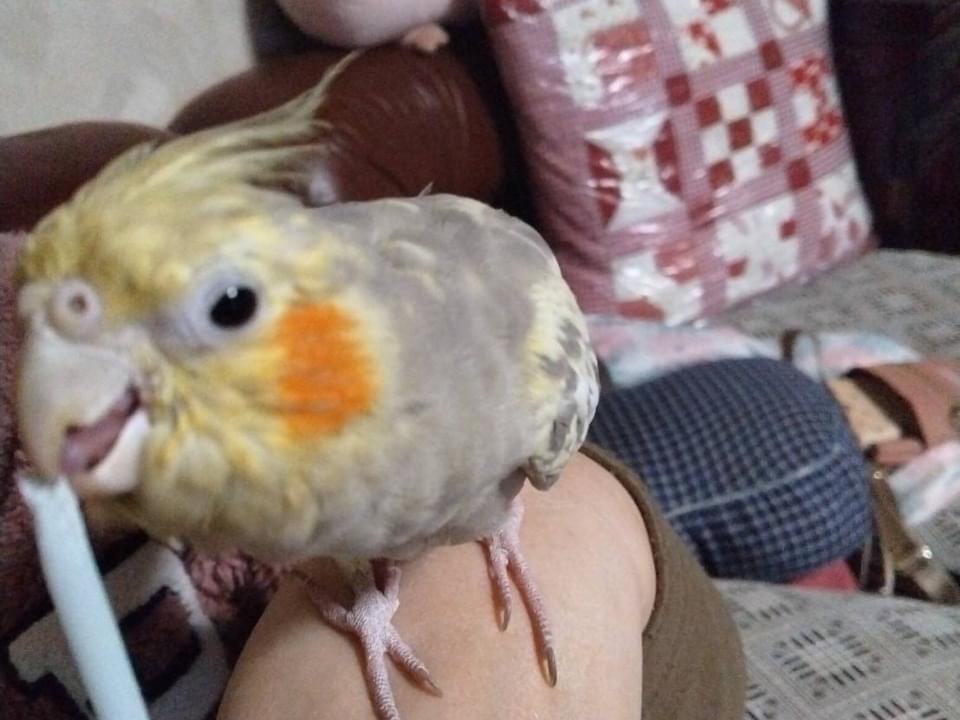 もんちゃん もんちゃん