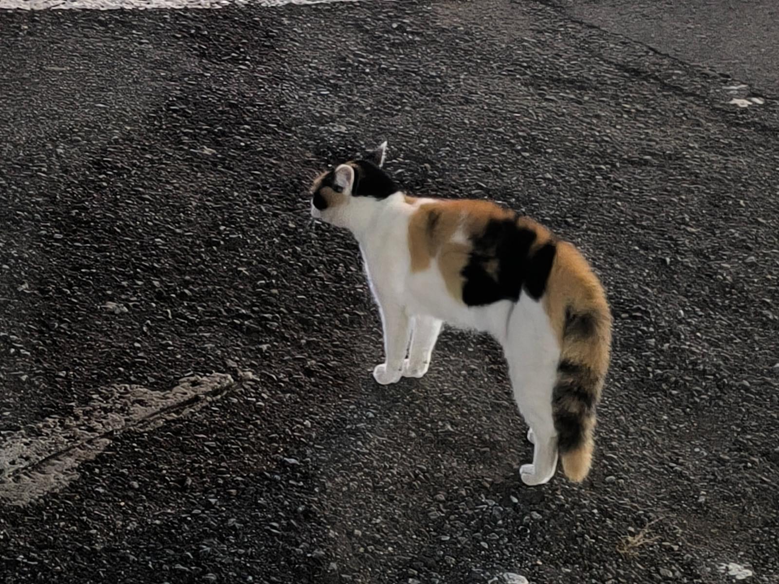 目撃された猫 目撃された猫