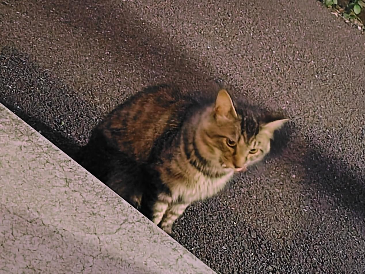 目撃された猫