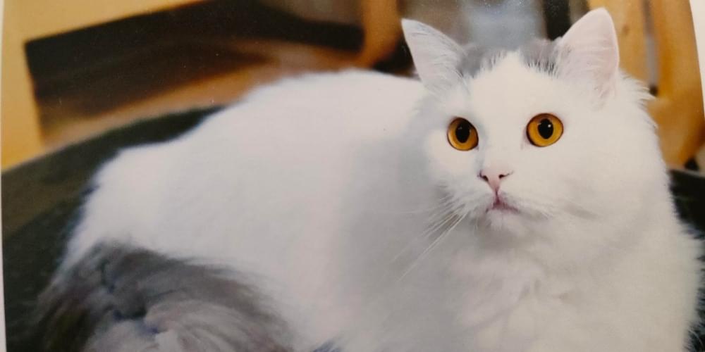 毛長の頭が灰色の白猫を探しています。