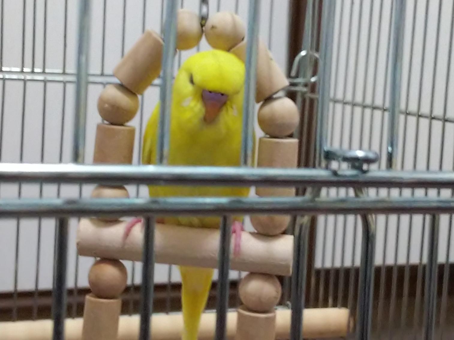 トットちゃん トットちゃん