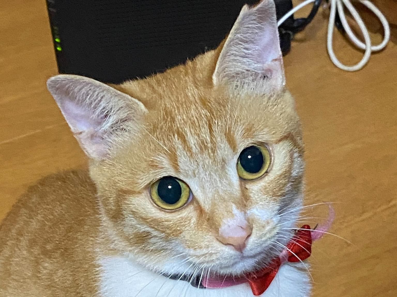 メメちゃん メメちゃん