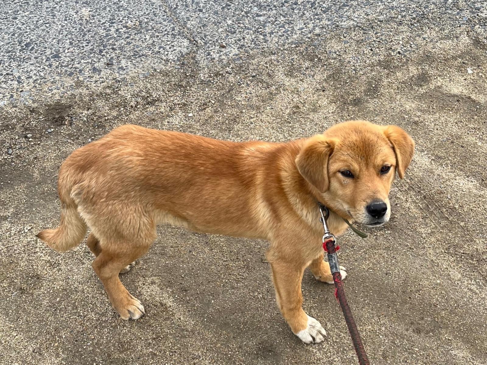 保護された犬 保護された犬