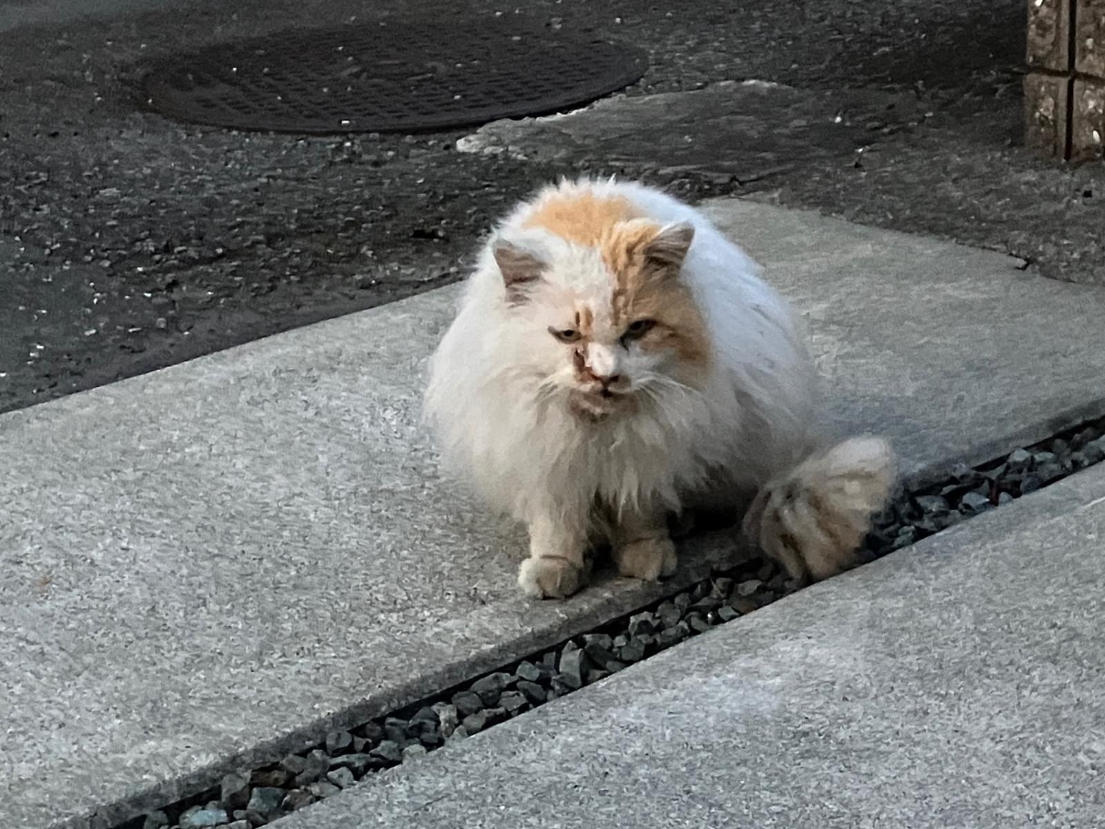 目撃された猫 目撃された猫