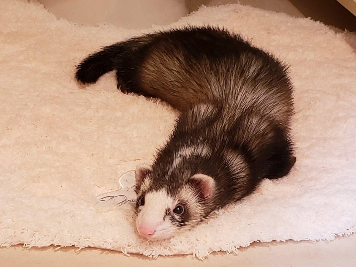さくらちゃん さくらちゃん