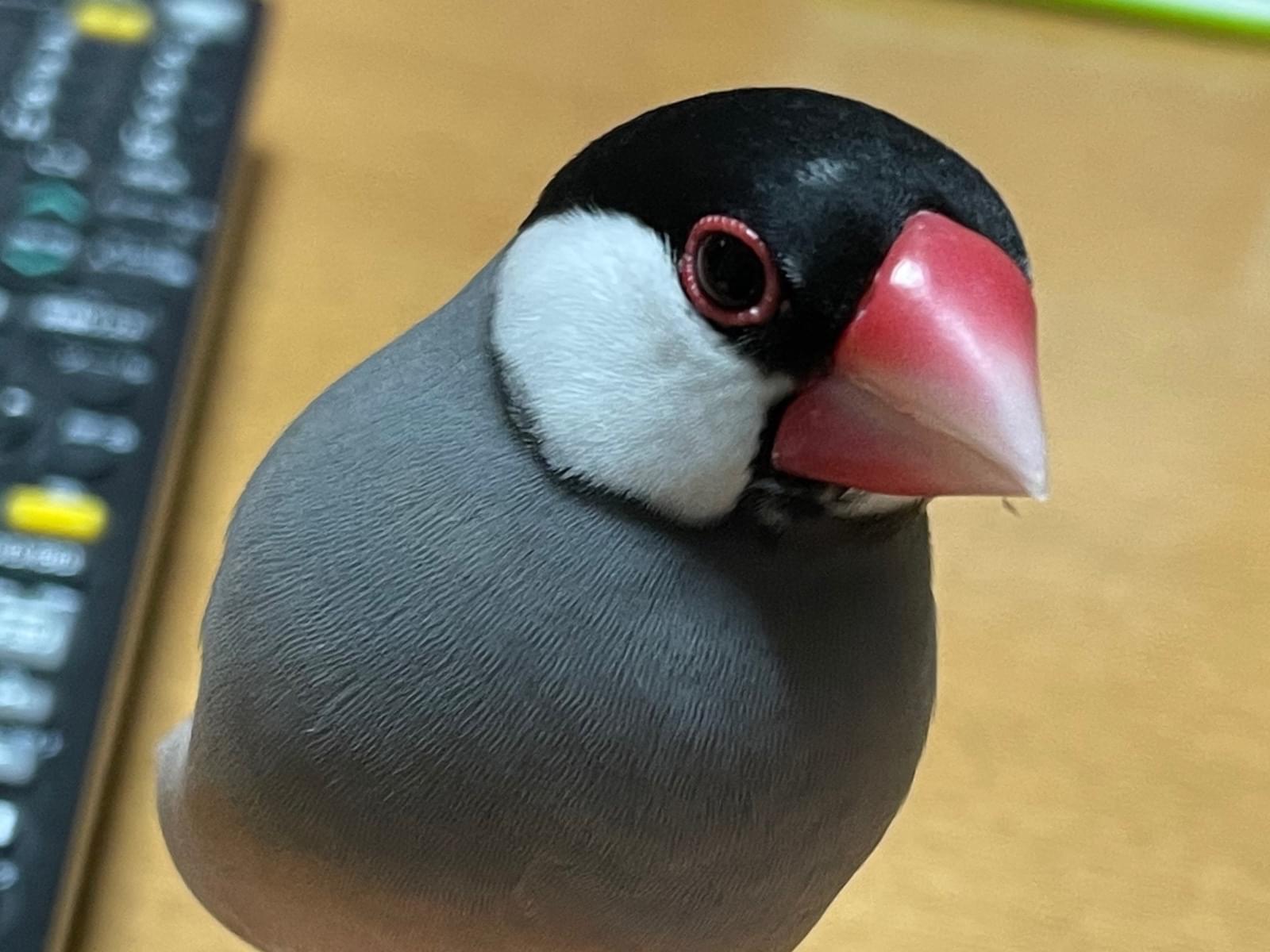 さくらちゃん さくらちゃん